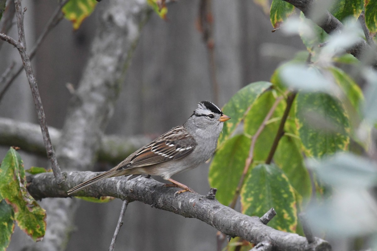 White-crowned Sparrow - ML642942822