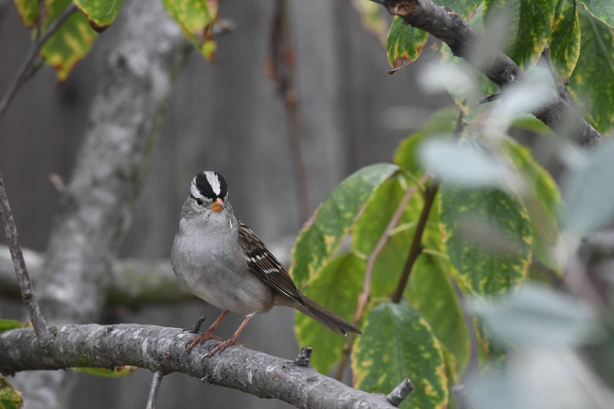 White-crowned Sparrow - ML642942823