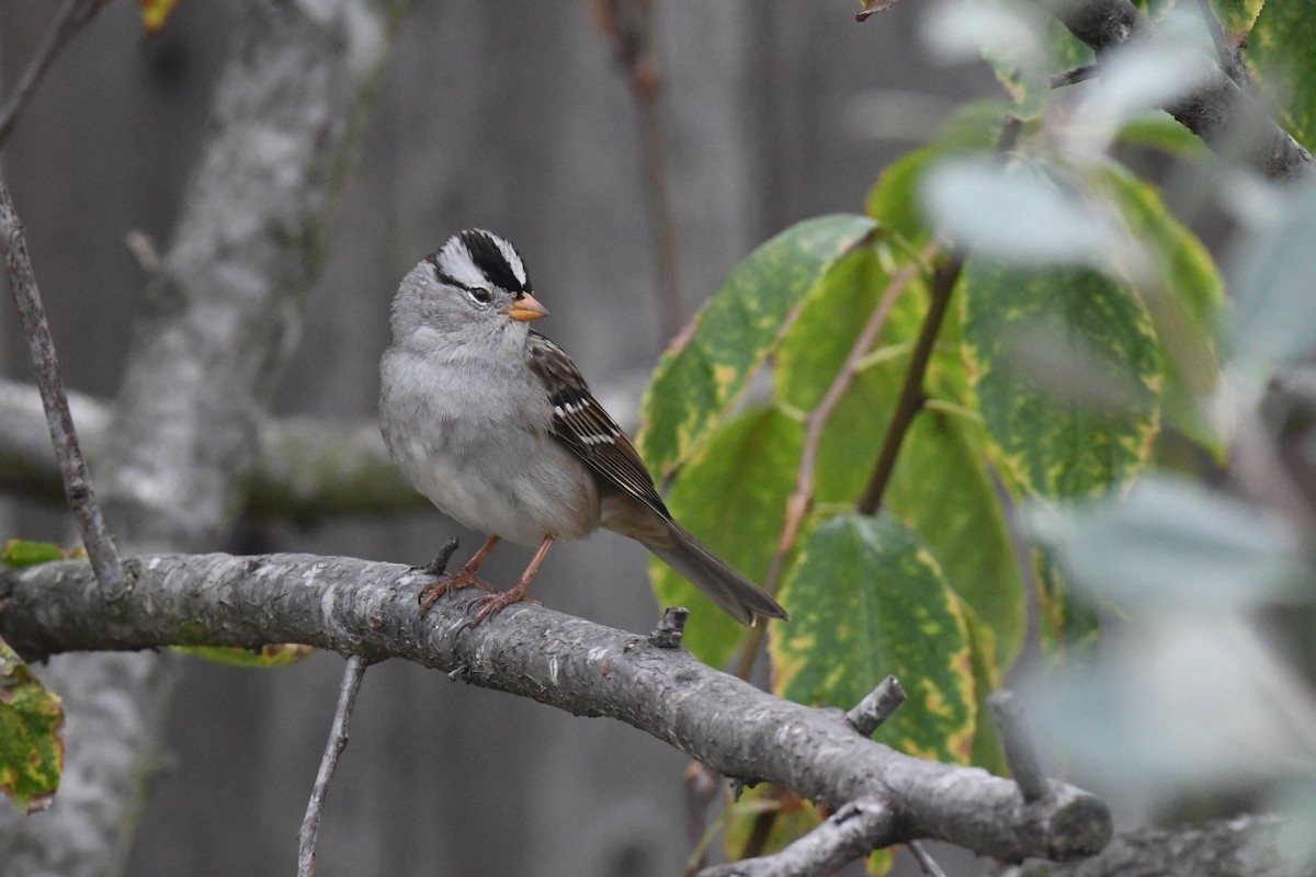 White-crowned Sparrow - ML642942824