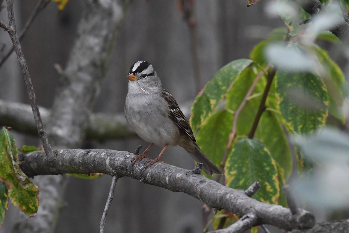 White-crowned Sparrow - ML642942825
