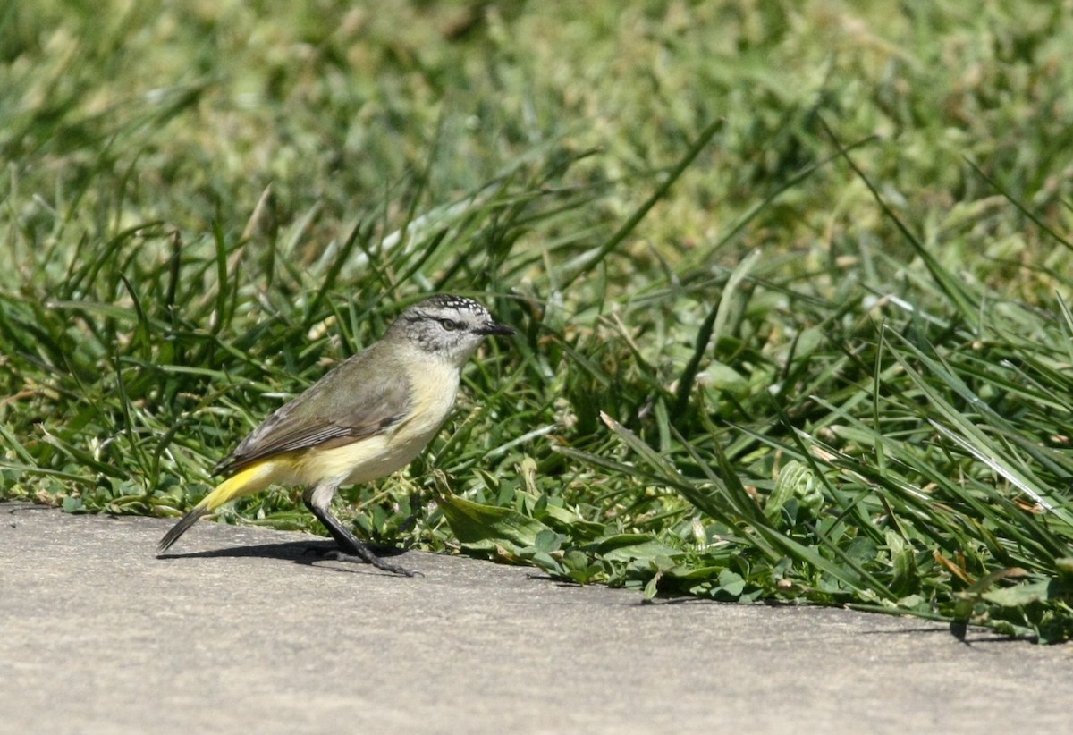 Yellow-rumped Thornbill - ML642942827