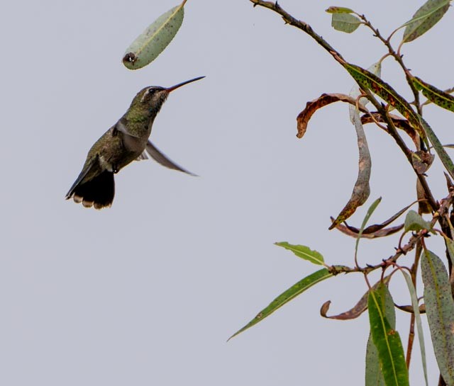 Broad-billed Hummingbird - ML642942828