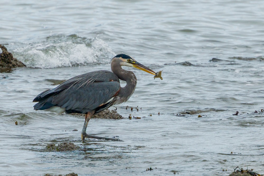 Great Blue Heron - ML642942829