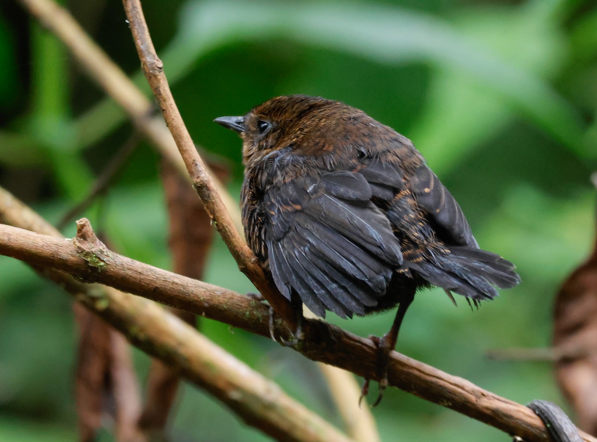 Tatama Tapaculo - ML642942835