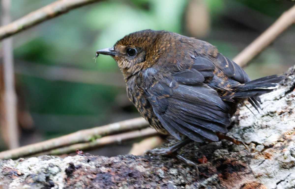 Tatama Tapaculo - ML642942836