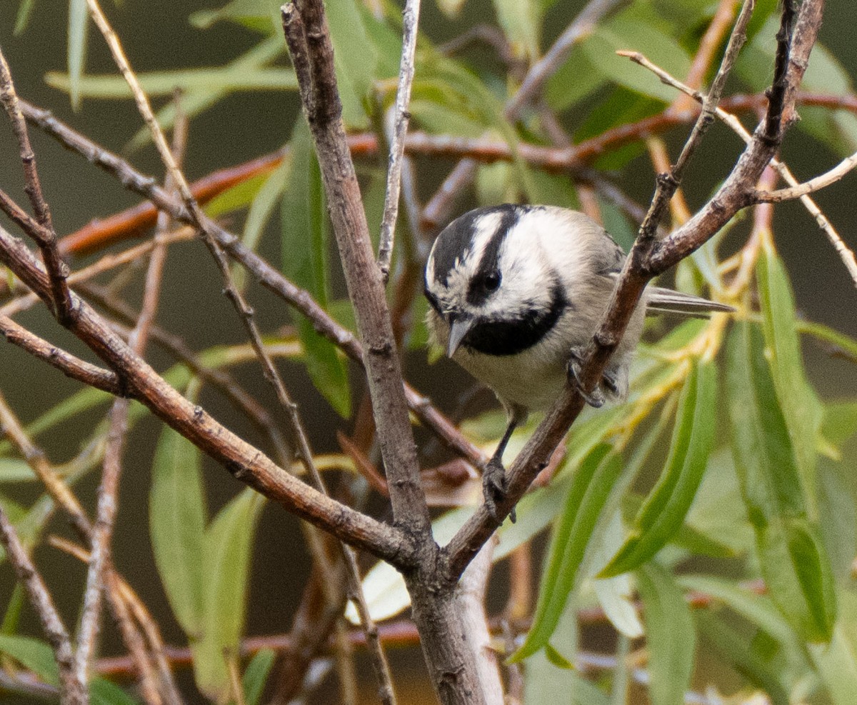 Mountain Chickadee - ML642942837