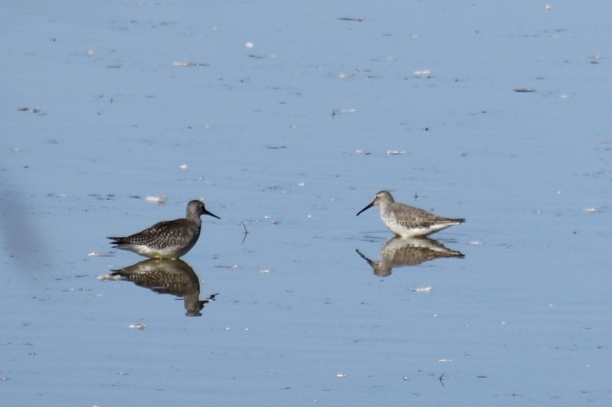 styltesnipe - ML642942843