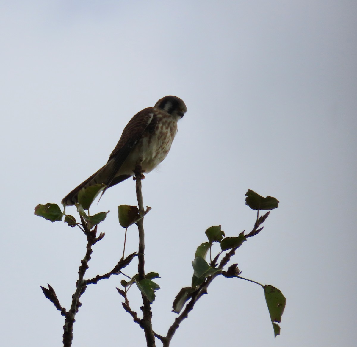 American Kestrel - ML642942853