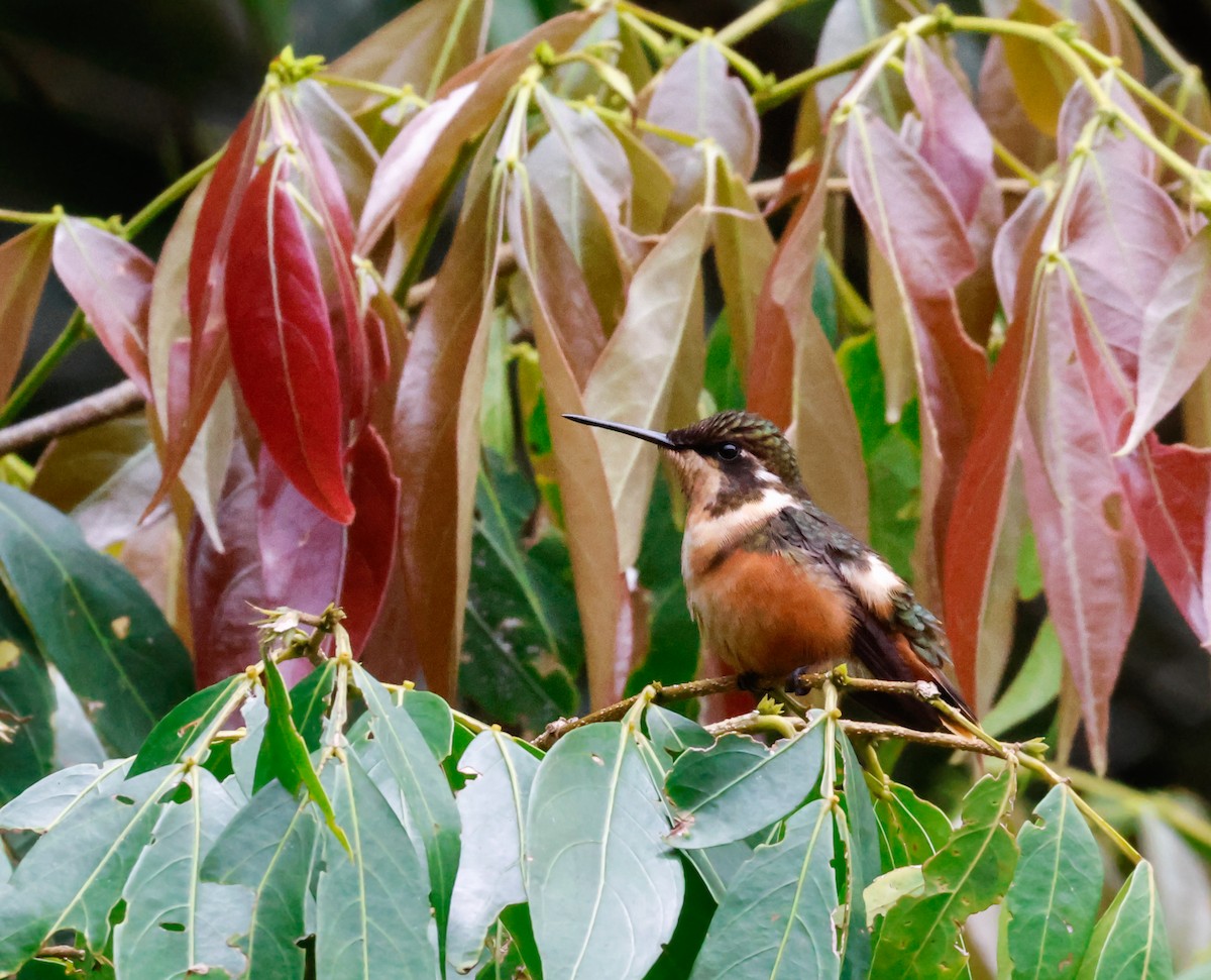 Purple-throated Woodstar - ML642942854