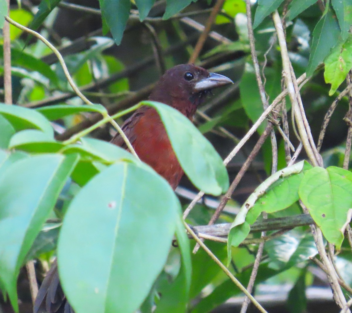 Silver-beaked Tanager - ML642942855