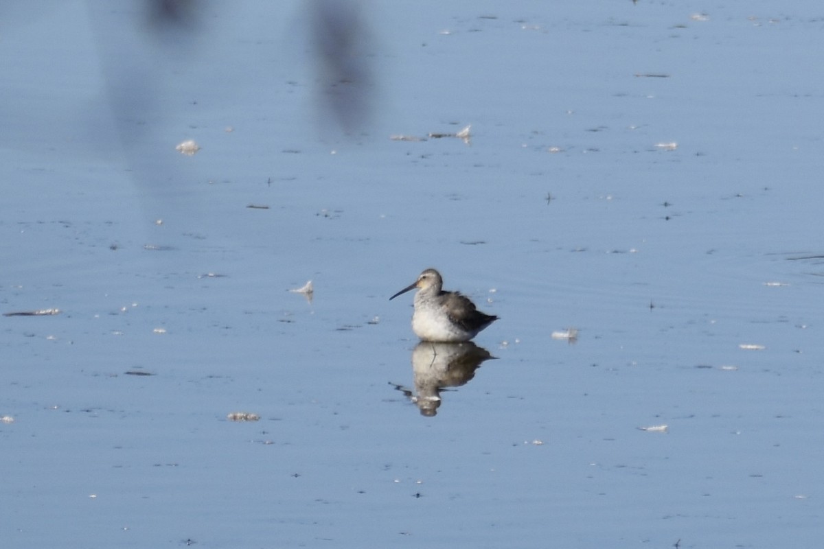 styltesnipe - ML642942868