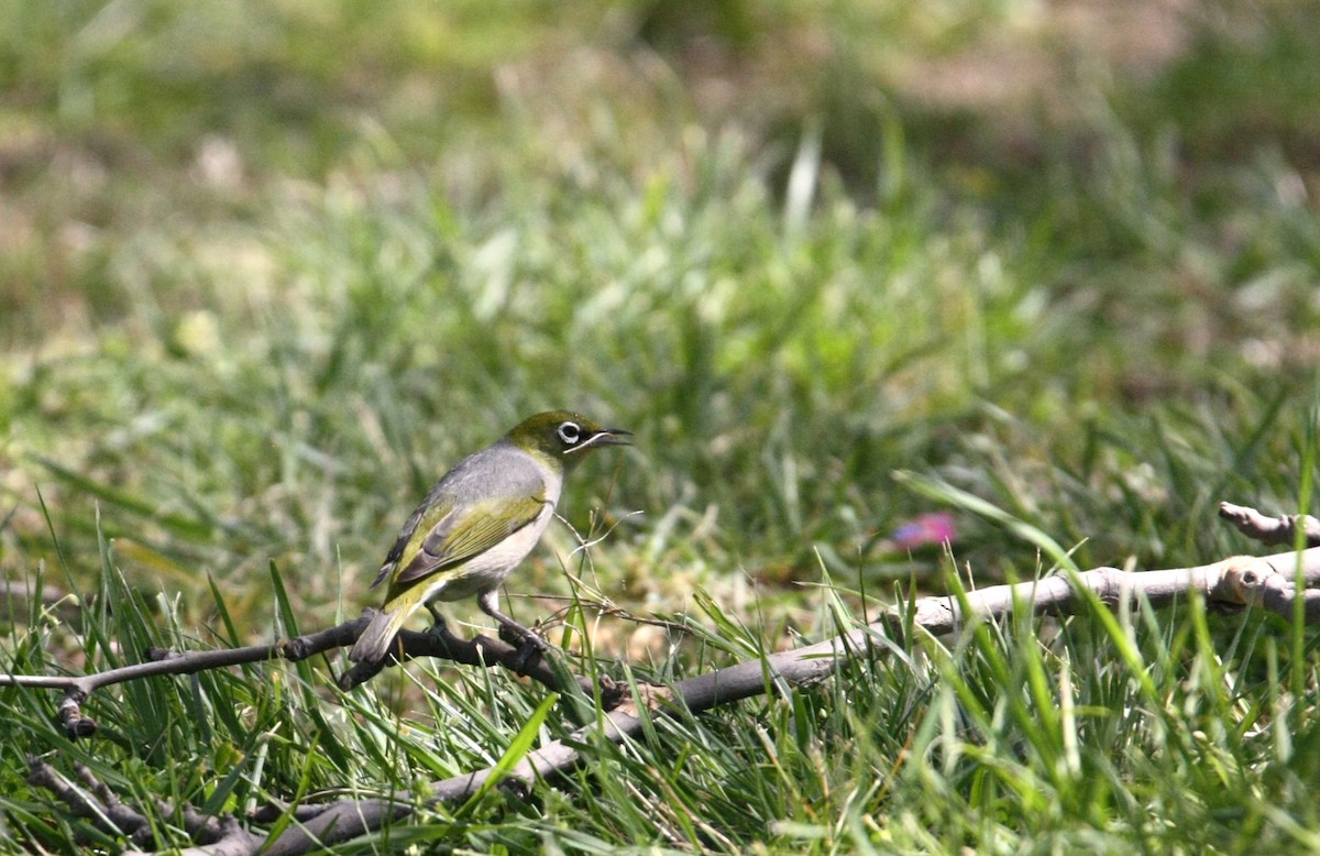 Silvereye - ML642942872