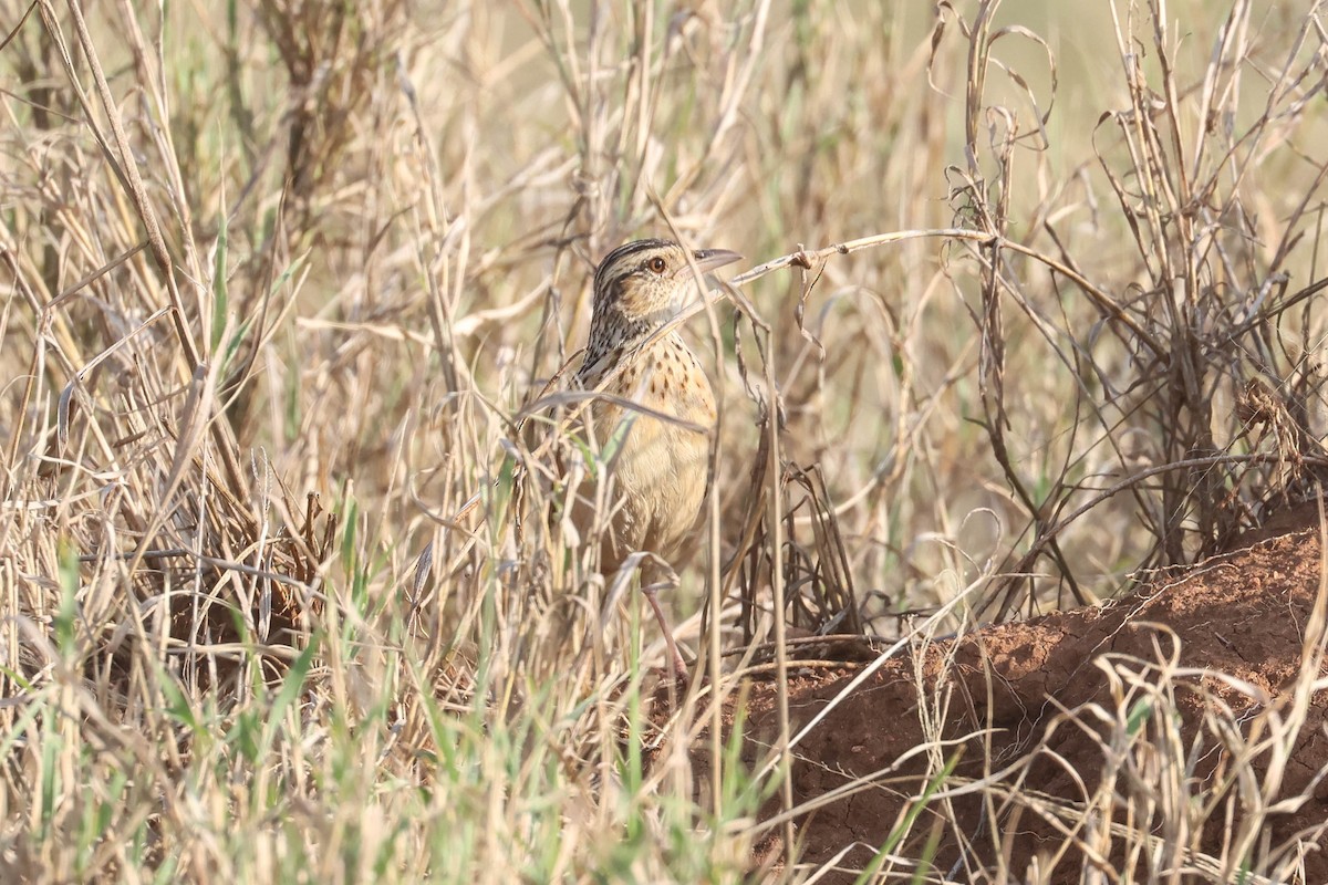 Rufous-naped Lark - ML642942874