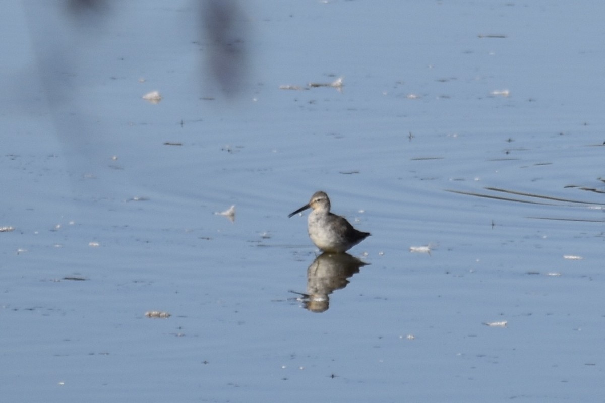 styltesnipe - ML642942887