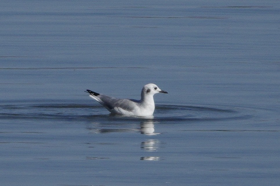 Bonaparte's Gull - ML642942900
