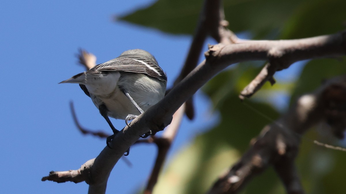 Plumbeous Vireo - ML642942901