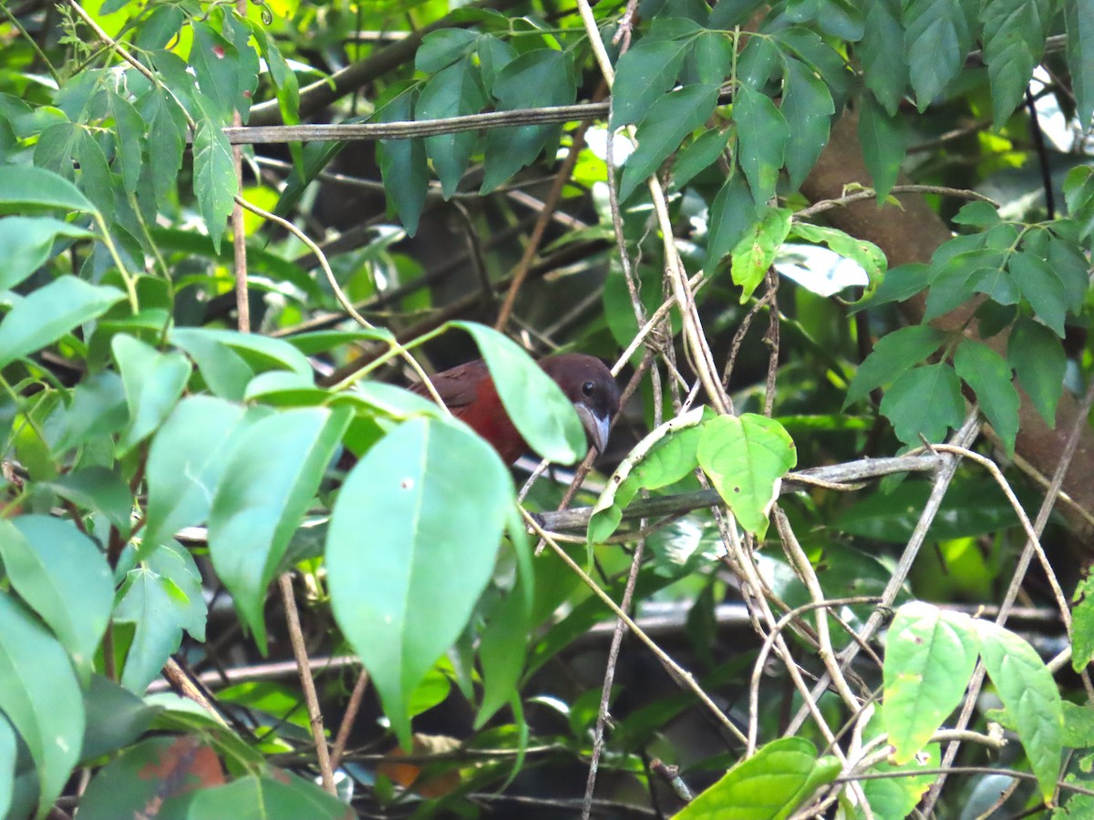 Silver-beaked Tanager - ML642942904