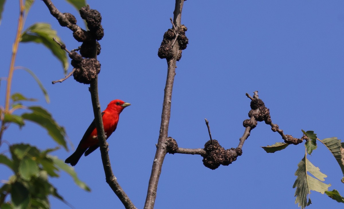 Scarlet Tanager - ML642942906
