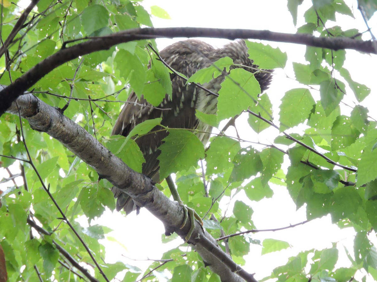 Black-crowned Night Heron - ML64294291