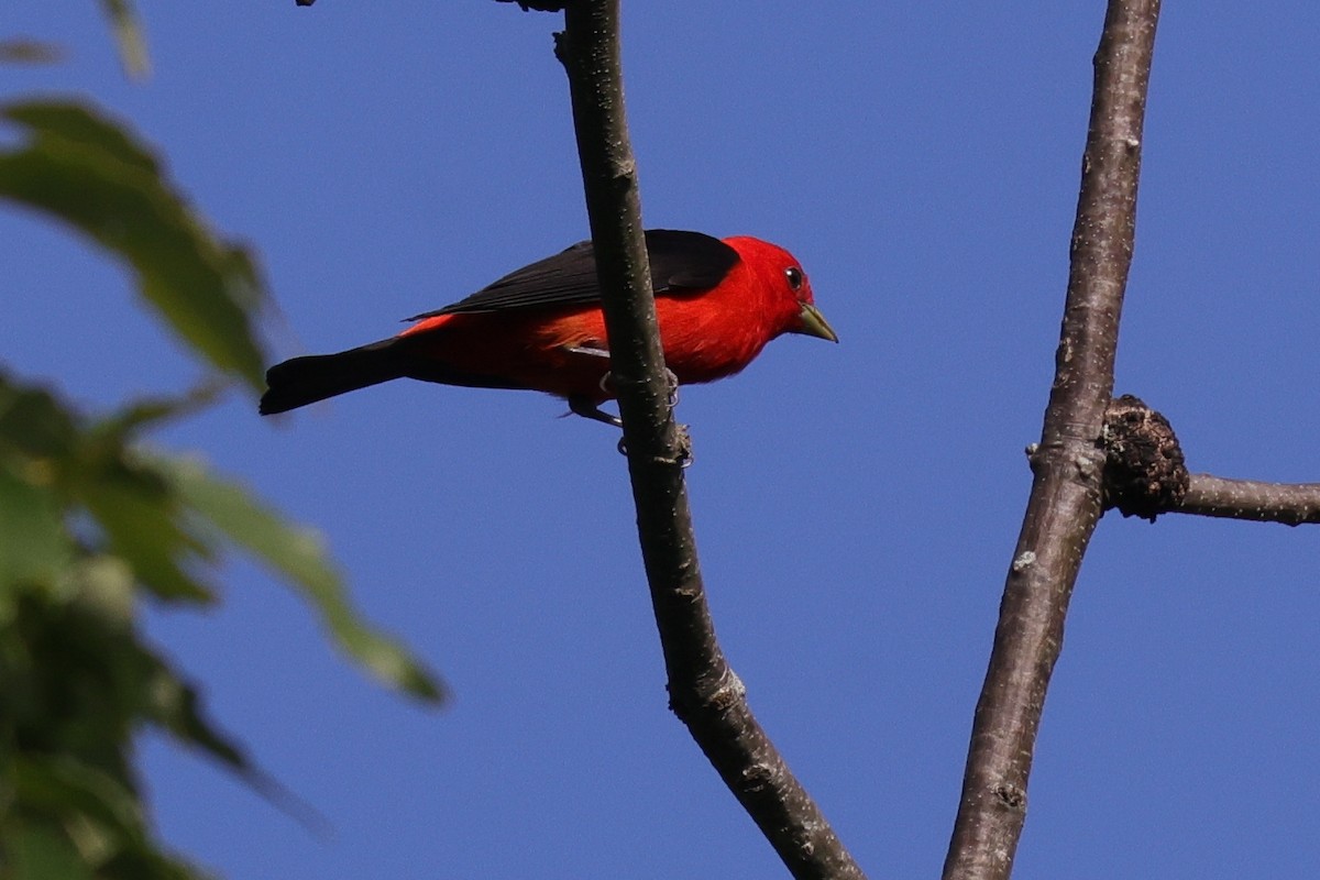 Scarlet Tanager - ML642942911
