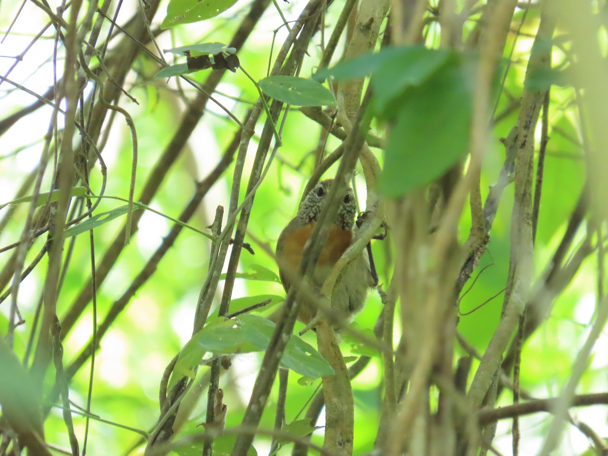 Rufous-breasted Wren - ML642942914