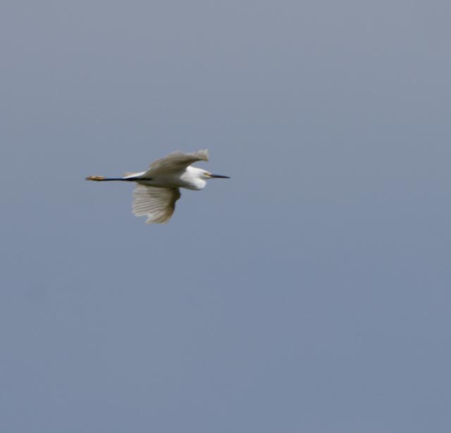 Snowy Egret - ML642942915