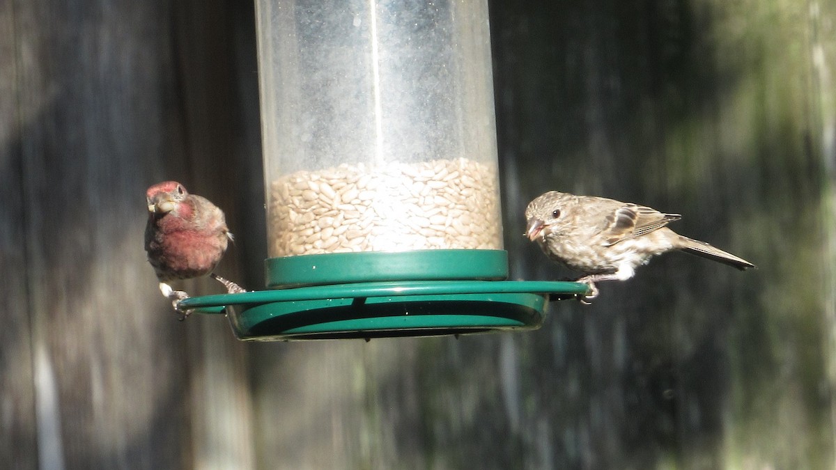House Finch - ML642942916