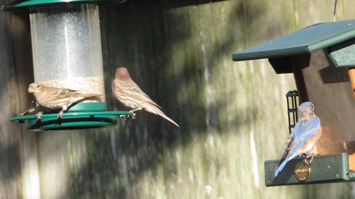 House Finch - ML642942917