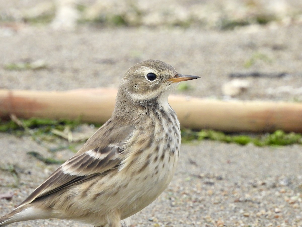 American Pipit - ML642942918