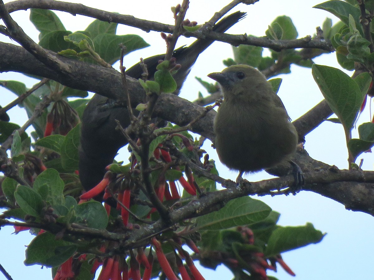 Palm Tanager - ML642942919