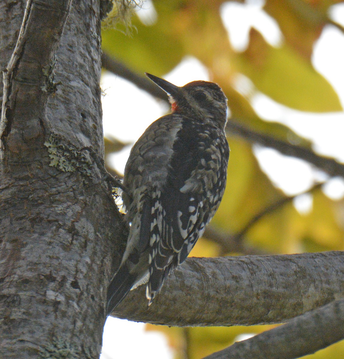 Yellow-bellied Sapsucker - ML642942920