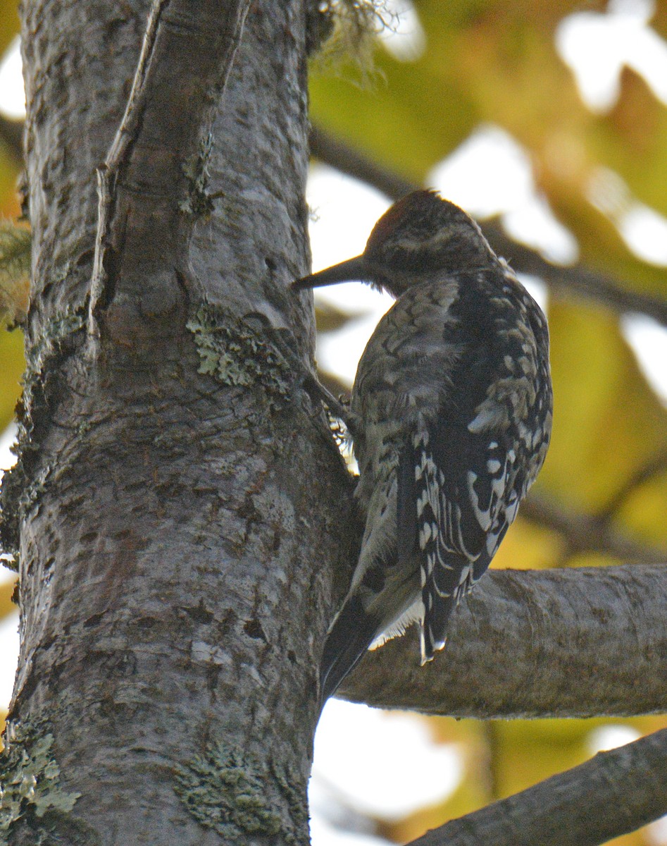 Yellow-bellied Sapsucker - ML642942922