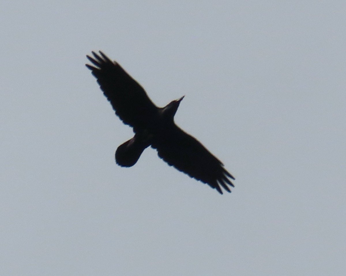 Common Raven - ML642942924