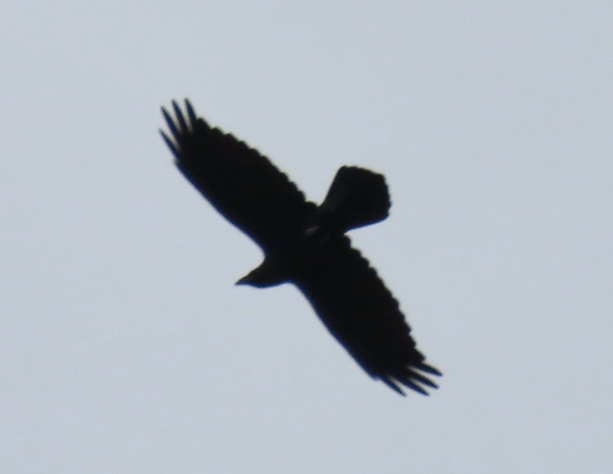Common Raven - ML642942926