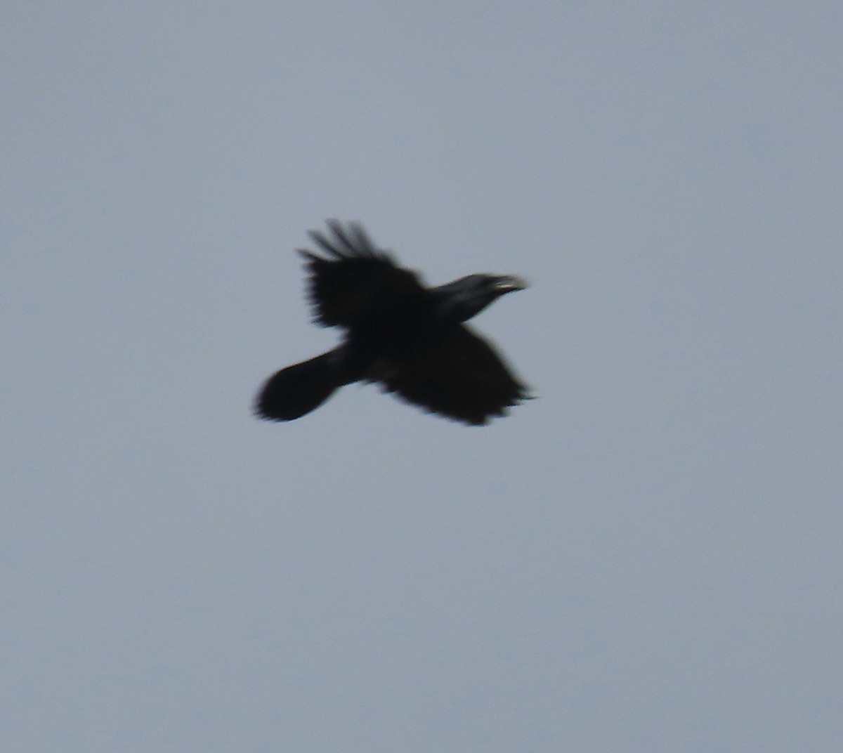 Common Raven - ML642942927