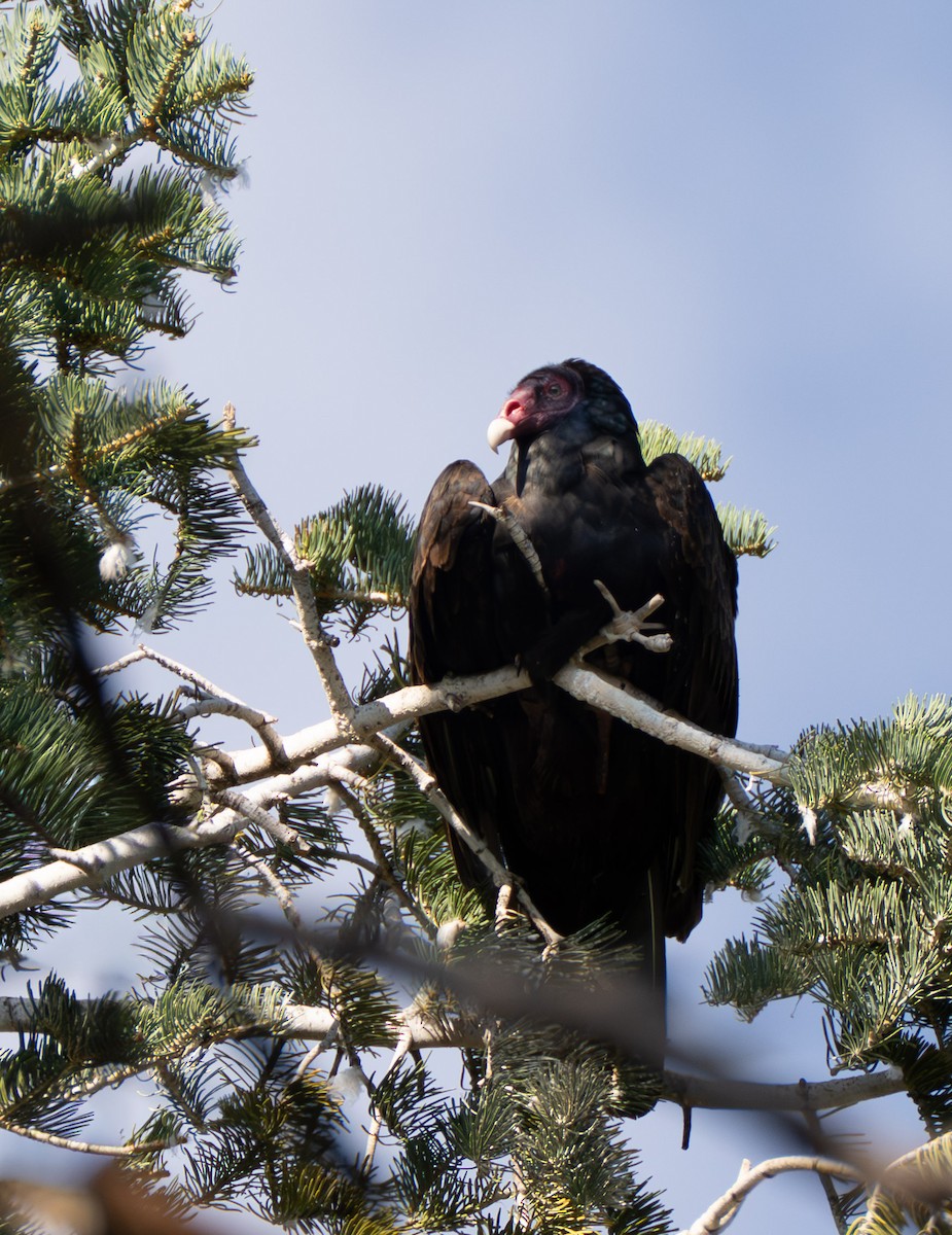Turkey Vulture - ML642942928