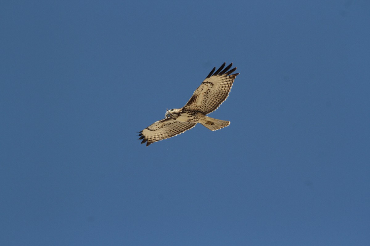 Red-tailed Hawk - ML642942934