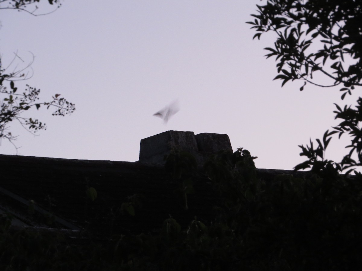 Chimney Swift - ML642942937
