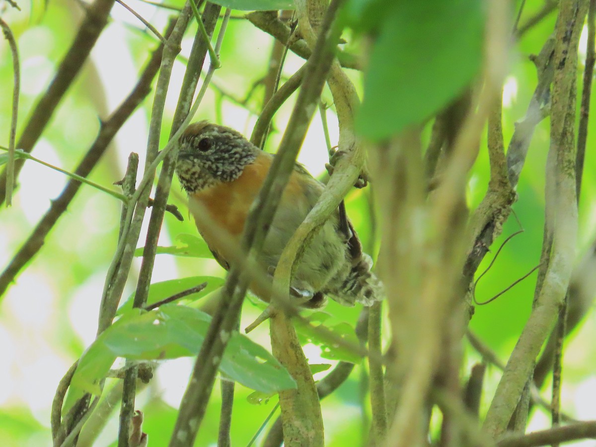 Rufous-breasted Wren - ML642942940