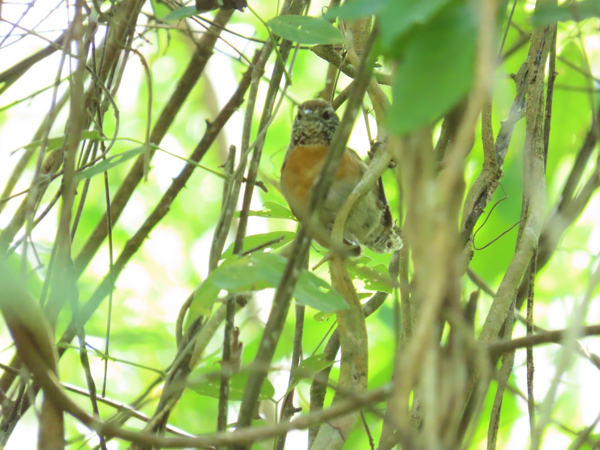 Rufous-breasted Wren - ML642942950