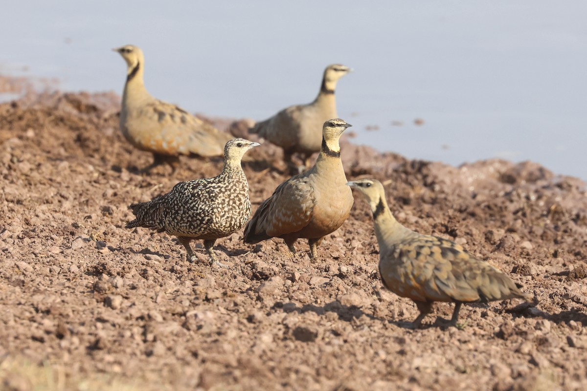 Yellow-throated Sandgrouse - ML642942959