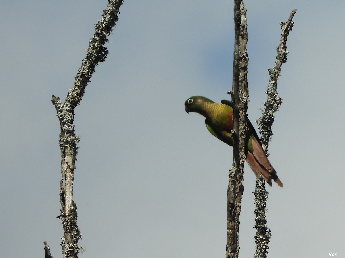 Maroon-bellied Parakeet - ML642942970