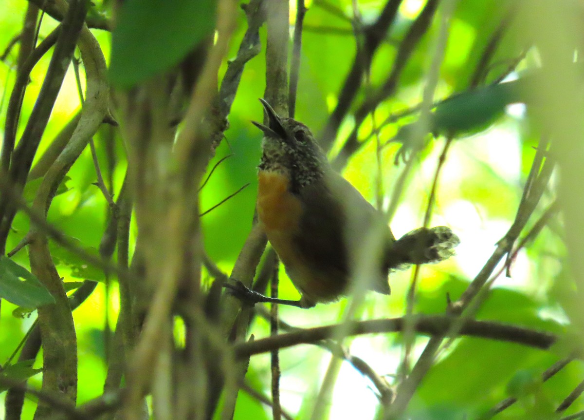 Rufous-breasted Wren - ML642942972