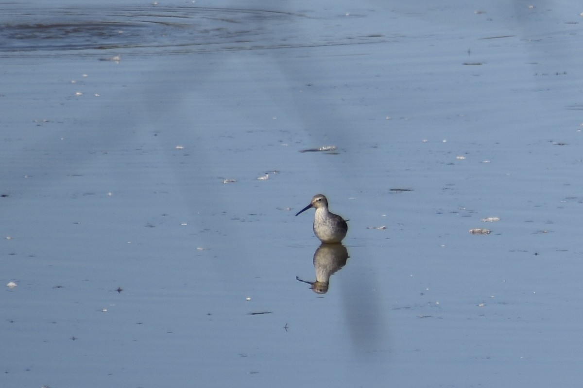 styltesnipe - ML642942978