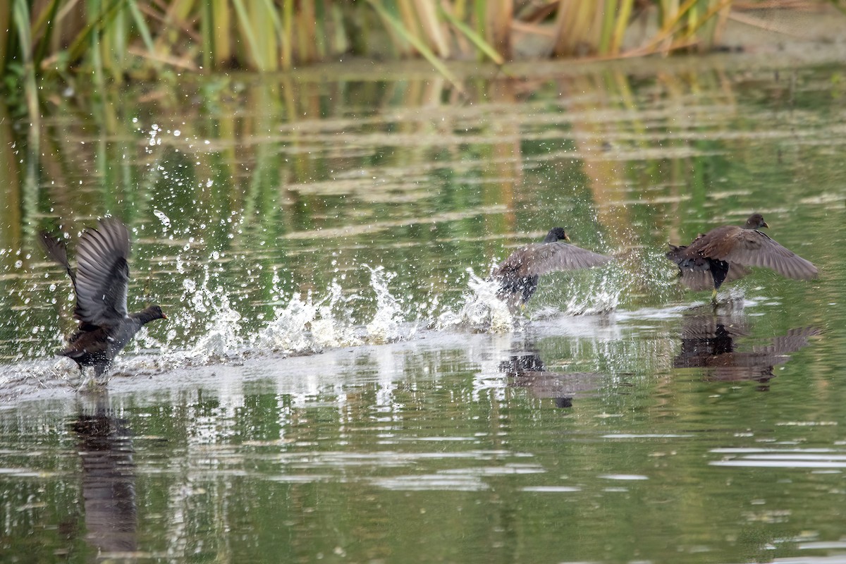 Common Gallinule - ML642942980