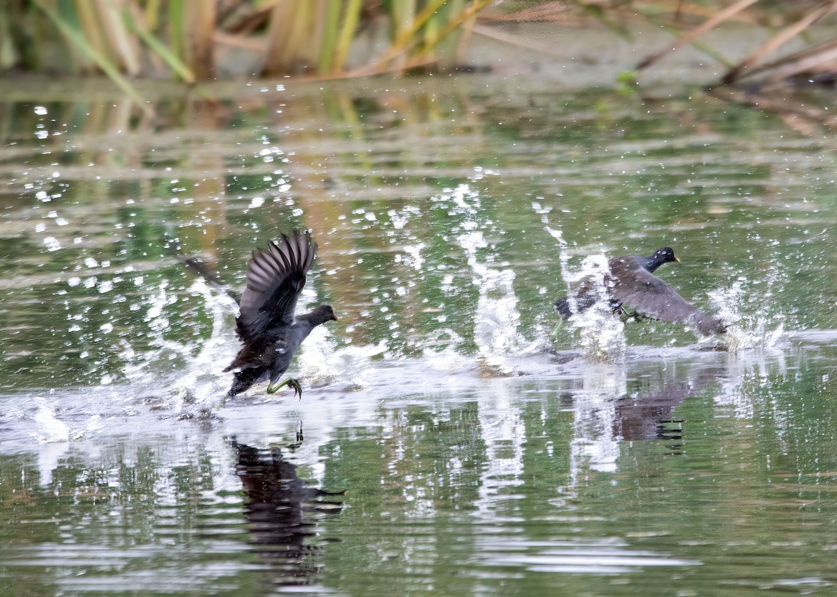 Common Gallinule - ML642942983