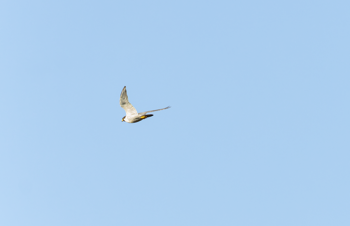 Peregrine Falcon - ML642942985