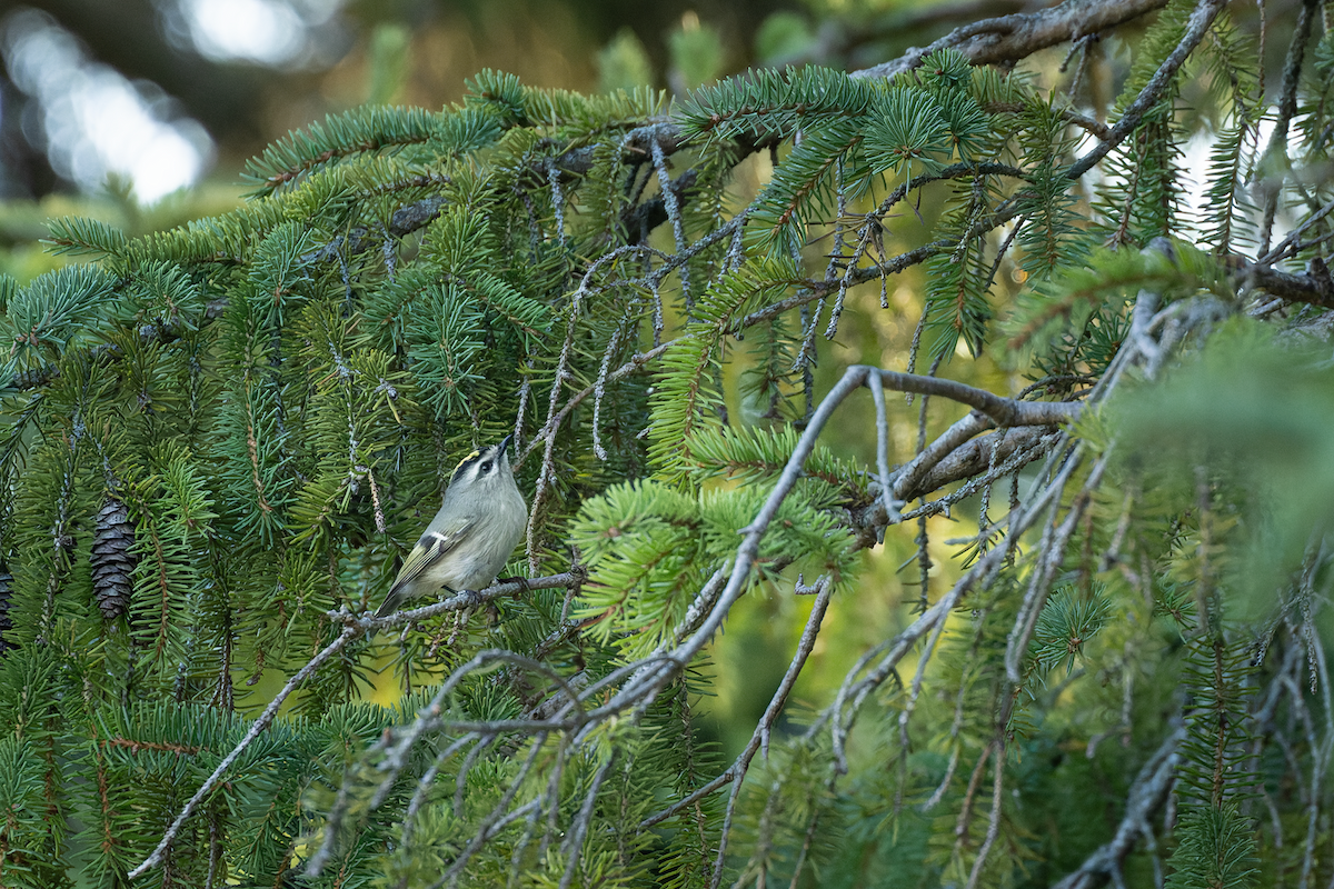 Golden-crowned Kinglet - ML642942994