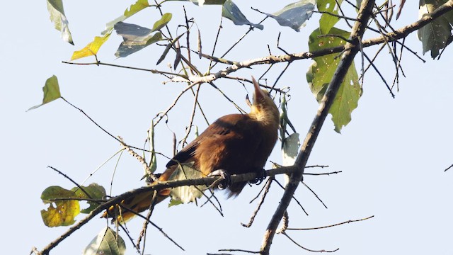 Russet-backed Oropendola - ML642943002