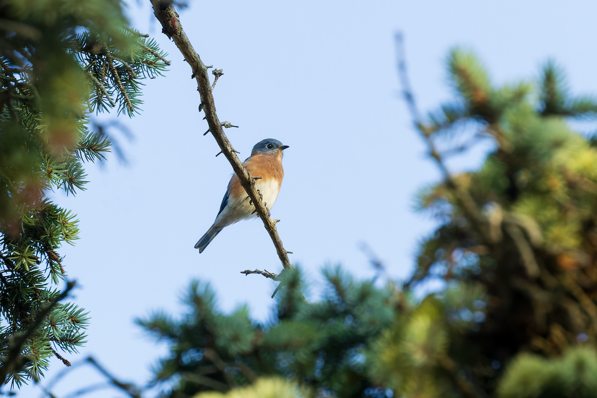 Eastern Bluebird - ML642943009